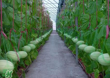 甜瓜的生长环境温度,甜瓜的生长环境