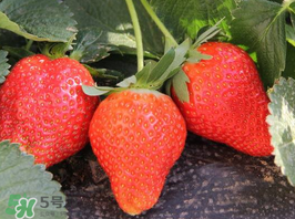 草莓夏天怎么种植,草莓夏天怎么种最好