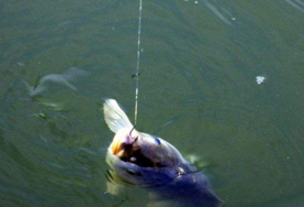 6月份钓鱼用什么饵料好,6月份钓鱼用什么饵料