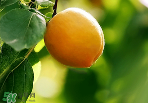 柚子栽种时间,柚子什么时候移栽最好