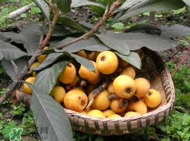 枇杷的食用方法有哪些,枇杷的食用方法