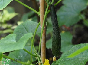 黄瓜的种植方法和技术,黄瓜栽培技术要点有哪些