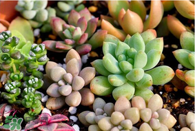 种多肉的季节,六月份的时政热点