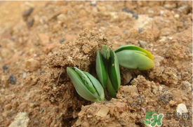西瓜在什么季节种植最好,西瓜的种植季节和丰收的季节
