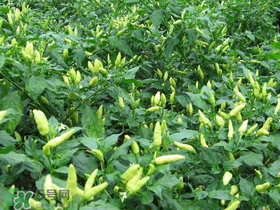 辣椒的种植周期,辣椒的种植周期和流程 辣椒的种植周期,辣椒的种植周期和流程