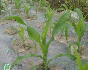 如何种植鲜玉米,鲜食玉米的种植方式