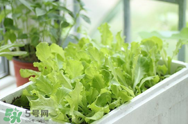 生菜的生长环境及生长期,生菜的生长环境是什么