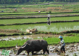 芒种后雨水多吗,芒种会下雨吗 芒种后雨水多吗,芒种会下雨吗
