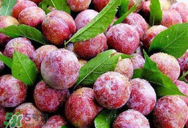 芒种节气吃什么水果,芒种适合吃什么