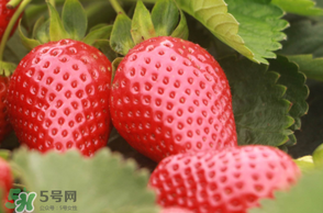 草莓的种植时间和方法,草莓的种植方法 草莓的种植时间和方法,草莓的种植方法
