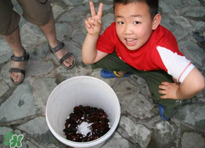 钓龙虾早上好还是晚上好,钓龙虾的最佳时间是什么时间