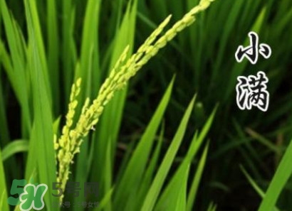 24节气为什么没有大满,二十四节气小满之后是什么