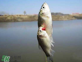 传统节日中的鱼文化,关于鱼的节日