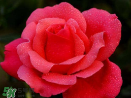 小满开什么花,小满种什么农作物 小满开什么花,小满种什么农作物