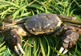 河蟹的养殖方法和注意事项,养殖河蟹需要什么条件 河蟹的养殖方法和注意事项,养殖河蟹需要什么条件