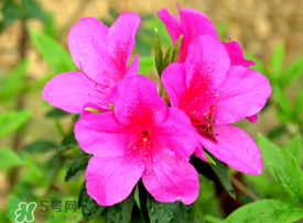 杜鹃花的花期有多长时间,杜鹃花的花期是几月份