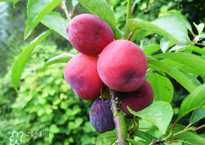 李子生长环境和海拔,李子生长环境