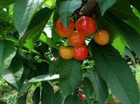 樱桃什么时候可以采摘,什么时候摘樱桃