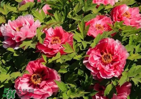 牡丹花的品种及花名,牡丹花品种