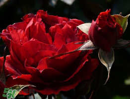 520送几朵玫瑰花,520送几朵玫瑰花合适