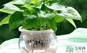 绿萝叶子发黄怎么办:原因及处理技巧,绿萝叶黄了怎么办怎么能让它变绿