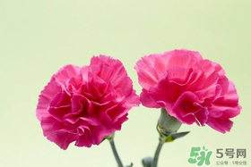 康乃馨多久换一次水,康乃馨多久换一次水比较好