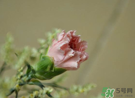 康乃馨可以扦插吗?,康乃馨可以扦插吗?五一后安徽出现本土新确诊? 康乃馨可以扦插吗?,康乃馨可以扦插吗?五一后安徽出现本土新确诊?