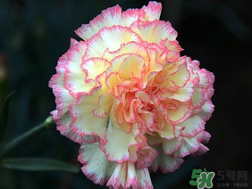 康乃馨的生长环境和条件,康乃馨适合在什么地方生长