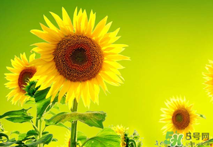 向日葵花语是什么意思,向日葵花语是啥