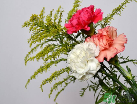 康乃馨怎么养家庭养法,康乃馨怎么养殖盆栽