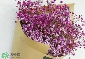 满天星的品种,满天星的品种有哪些