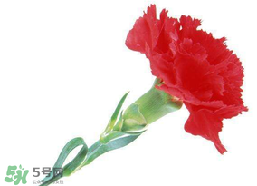 母亲节送什么颜色的康乃馨,母亲节送什么颜色的康乃馨最好 母亲节送什么颜色的康乃馨,母亲节送什么颜色的康乃馨最好