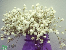 满天星花语是什么意思 寓意,满天星花语和寓意