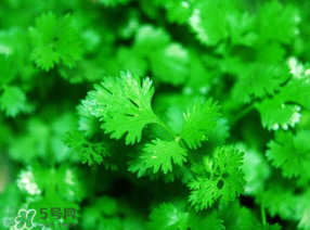 香菜如何种植方法,如何种植香菜