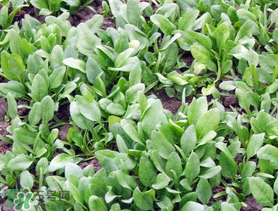 菠菜的种植方法和时间,菠菜的种植方法和技术