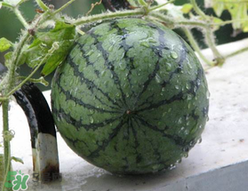 西瓜的生长环境和气候,西瓜的生长环境特点