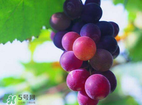 葡萄几月份成熟上市,葡萄品种