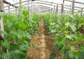 五月份葡萄打什么药,葡萄每个月份应该打什么药