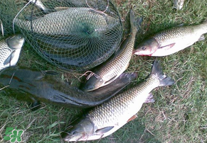 草鱼怎么钓效果好,秋天怎么钓草鱼的技巧 草鱼怎么钓效果好,秋天怎么钓草鱼的技巧