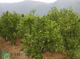 秋季果树管理注意哪几点,请问果树结果时间怎么管理 秋季果树管理注意哪几点,请问果树结果时间怎么管理