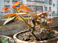 月季花的繁殖方法,月季花的繁殖 月季花的繁殖方法,月季花的繁殖