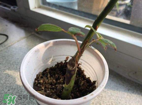 扦插前准备工作实验报告,扦插前准备工作