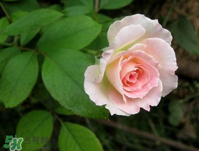 月季栽培技术要点,月季种植方法和时间