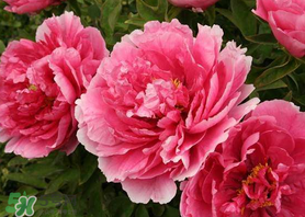 五月有什么植物,现在的季节适合种植什么植物