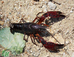 钓龙虾的方法和窍门,钓龙虾的方法