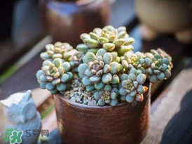 养多肉的方法,植物多肉怎么养殖方法