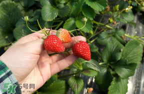 如何摘好的草莓,草莓怎么摘