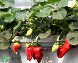 培育草莓苗的全部过程,草莓苗怎么种植方法