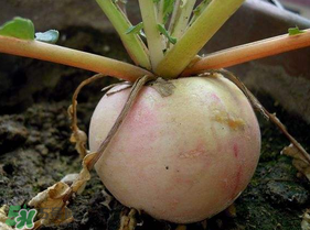 萝卜要种多久可以收,萝卜怎样种植是最好的