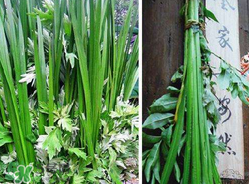 端午节挂菖蒲的意义,端午节用的菖蒲是石菖蒲吗